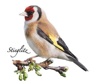 Stieglitz 70 mm - 1 Stk