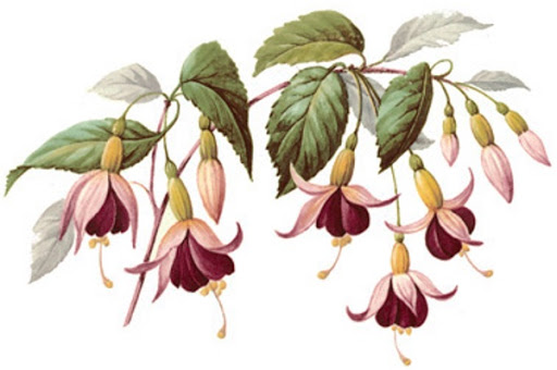 Fuchsia - 100 mm - 1 pcs