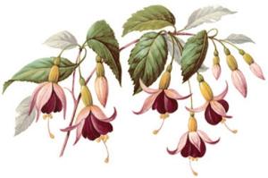 Fuchsia - 100 mm - 1 pcs