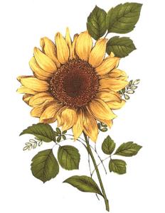 Sunflower - 70 mm - 10 pcs