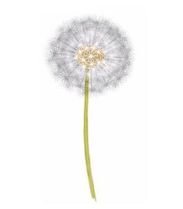 Dandelion - 10 pcs