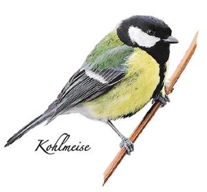 Kohlmeise 70 mm - 1 Stk