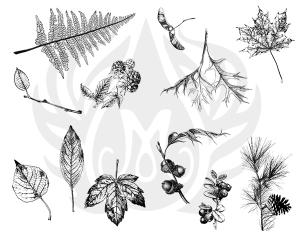 Leaves