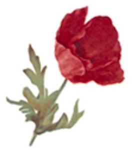 Red Poppy - 50 mm - 10 pcs