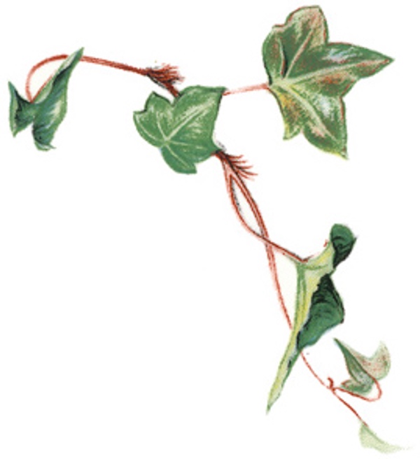 Ivy - 75 mm - 10 pcs