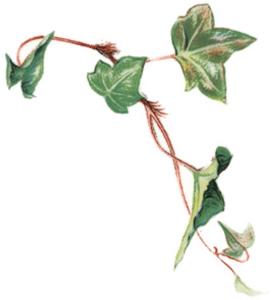 Ivy - 75 mm - 10 pcs