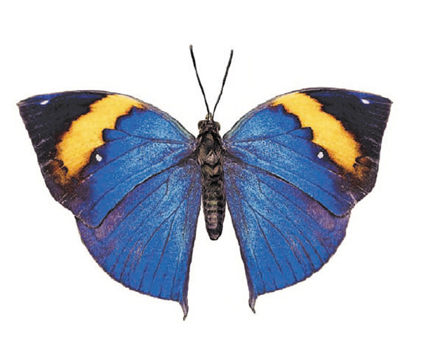 Blue-yellow Butterfly - 45 mm - 10 pcs.