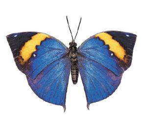 Blue-yellow Butterfly - 45 mm - 10 pcs.