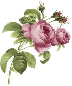 Juni - 130 mm - 1 st,