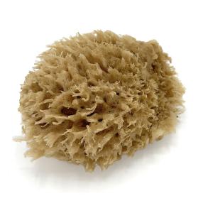 Kleines Naturschwämmchen