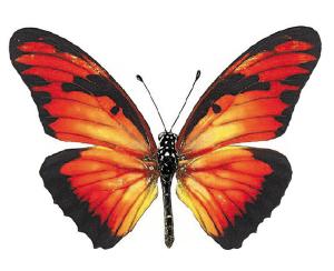 Orangener Schmetterling - 45 mm - 10 Stk