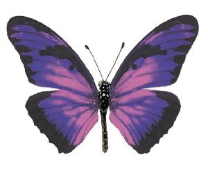 Lila Schmetterling - 45 mm - 10 Stk