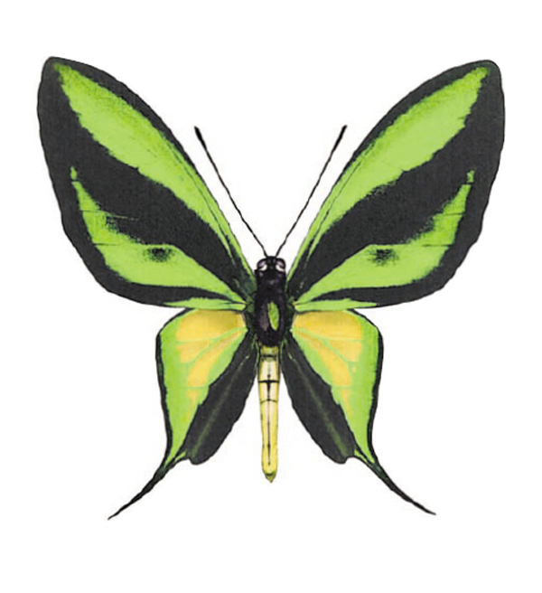 Grüner Schmetterling- 45 mm - 10 Stk