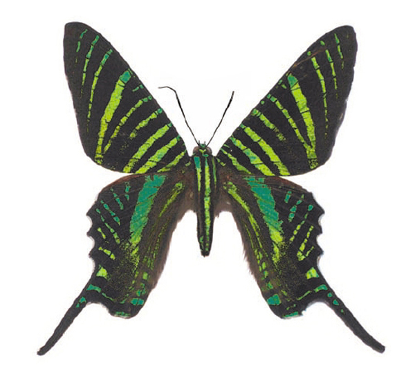Gestreifter Schmetterling - 45 mm - 10 Stk.