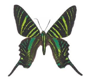 Gestreifter Schmetterling - 45 mm - 10 Stk