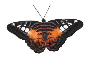 Schwarz/orangener Schmetterling - 45 mm - 10 Stk