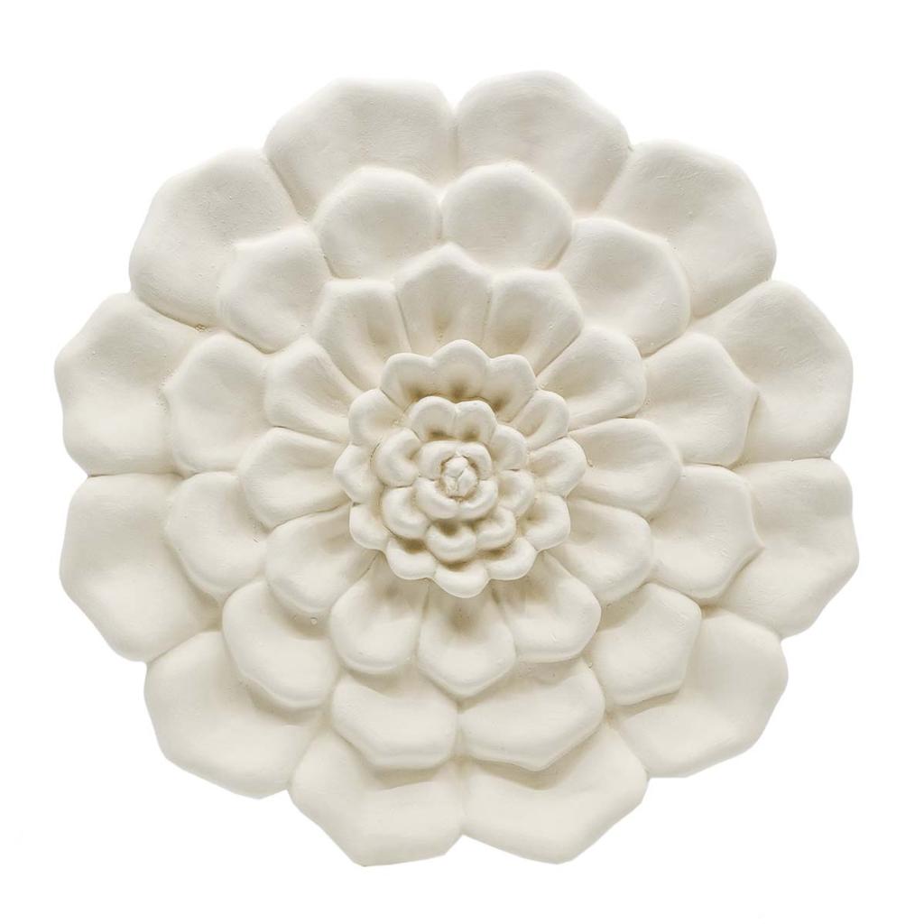 Sukkulent Wort - 6 Stk