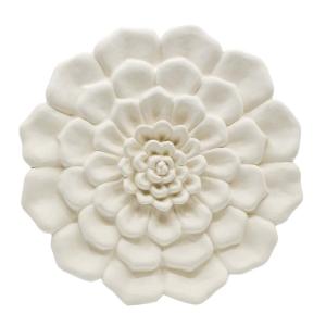 Sukkulent Wort - 6 Stk