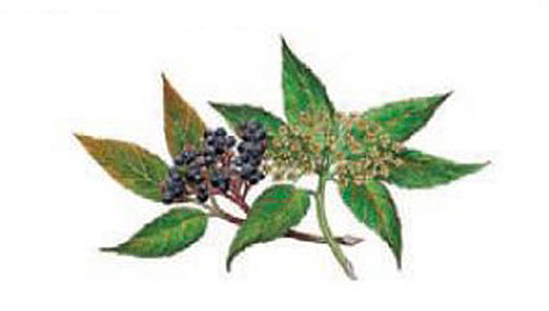 Elderflower 100 mm - 1 pcs