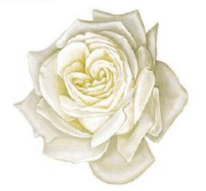 White Rose - 50 mm - 10 pcs