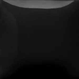Black Lab