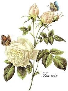 Tea Rose - 75 mm - 10 pcs