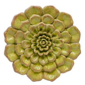 Sukkulent Wort - 6 Stk