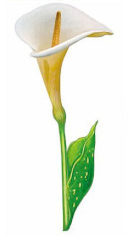 Calla 135 x 60 mm - 1 pcs