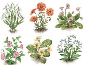 Botanical Flowers - 100 mm - set w 6 pcs