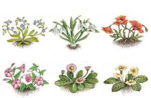 Frühlingsblumen - 85x60 mm- Set mit 6 Stk