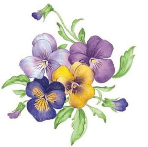 Stiefmütterchen - 55mm - 10 stk