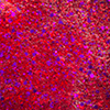 SoSoft - Red Twinkle - Glitter