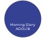 Morning Glory