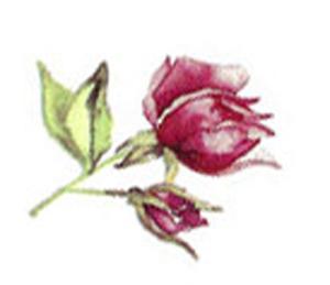 Rosegarden - 30x30 mm - 10 pcs