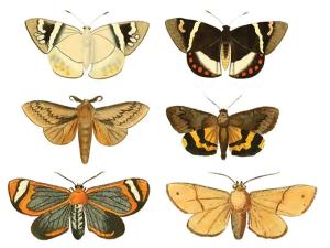 Motten - 25 mm - set mit 24 stk