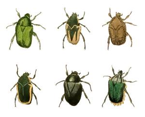 Käfer - 24 mm -Set mit 24 Stk