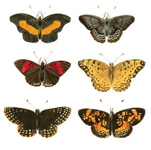 Schmetterlinge - 24 mm -Set mit 24 Stk