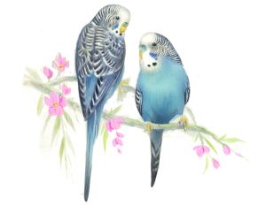 Wellensittiche - 75 mm - 1 stk