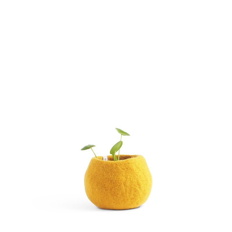 Small rounded flower pot in yellow made of wool.