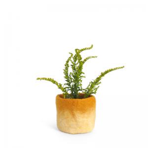 Small mustard flower pot of wool with ombre effect.