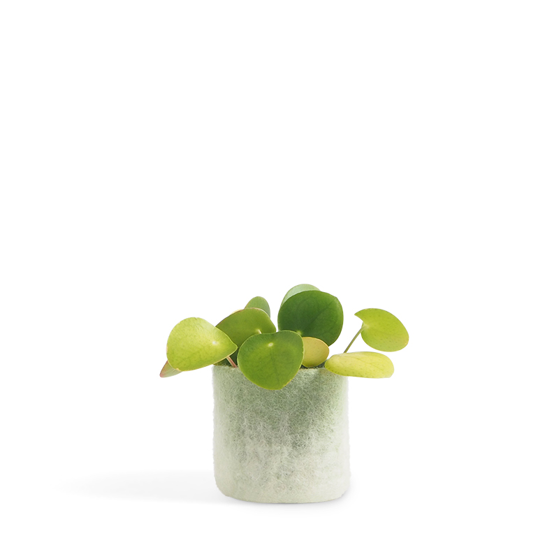 Small flower pot made of wool in sage green - white with an ombre effect.