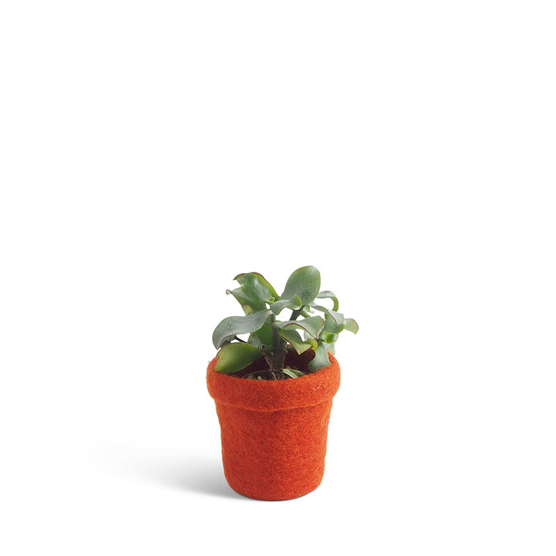 Small flower pot made of wool in terracotta color.