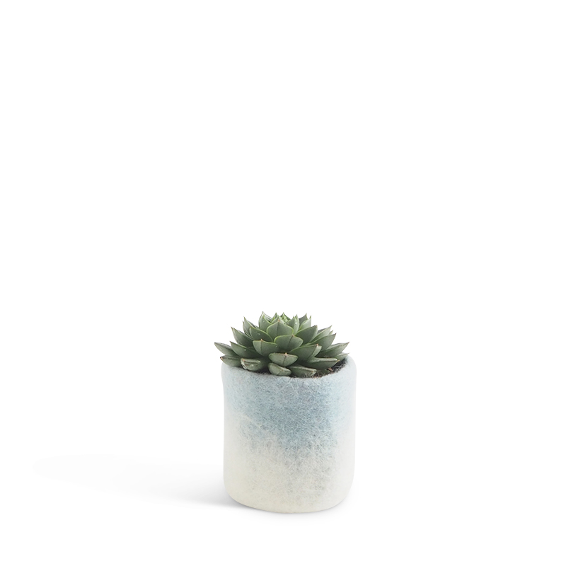 Small flower pot in light blue and white, made of wool with ombre effect with a plant inside.