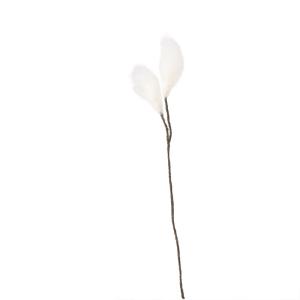ENDLESS FLOWER, cottongrass