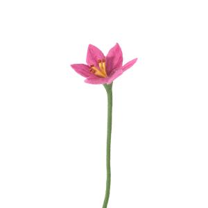 ENDLESS FLOWER, lily, pink