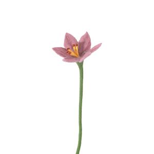 ENDLESS FLOWER, lily, pale pink