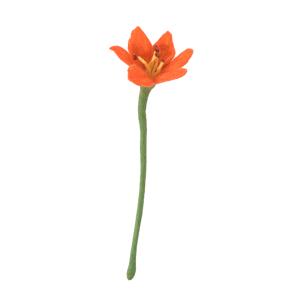 ENDLESS FLOWER, lily, coral