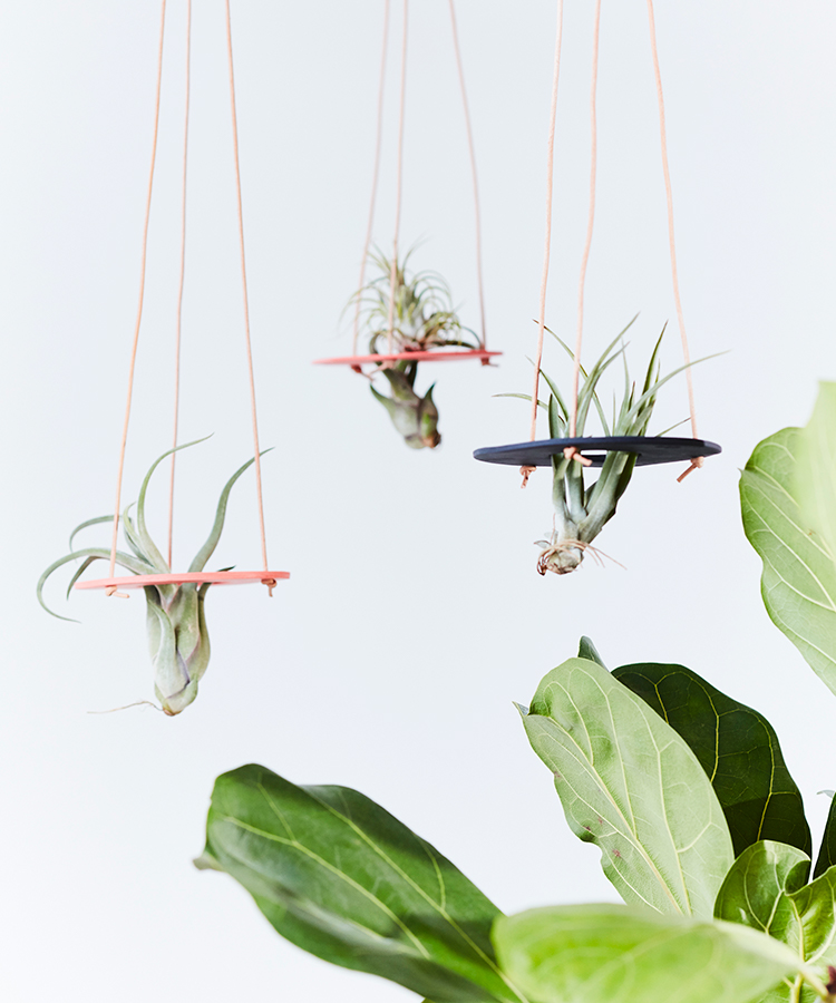 3 hanging air plants in porcelain ample circles with leather