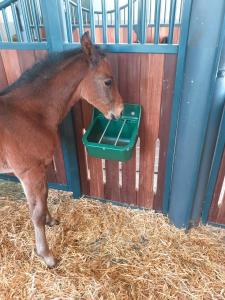 KRUBBA FÖL 9 L GRÖN