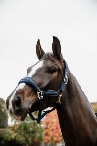 KENTUCKY GRIMMA GLITTER STONE NAVY